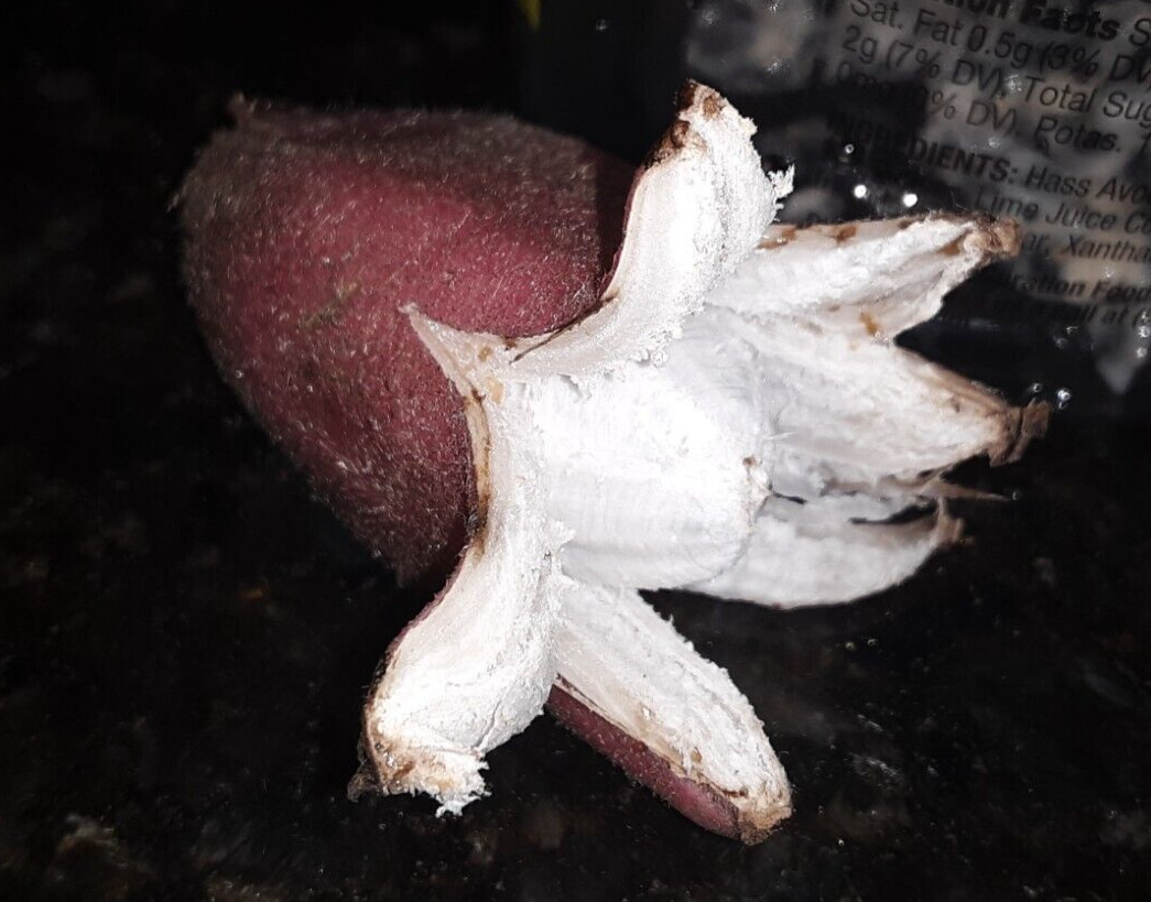 10 Pink Dwarf Ornamental Banana fruit Seeds(Musa Velu).US Grown Seeds.