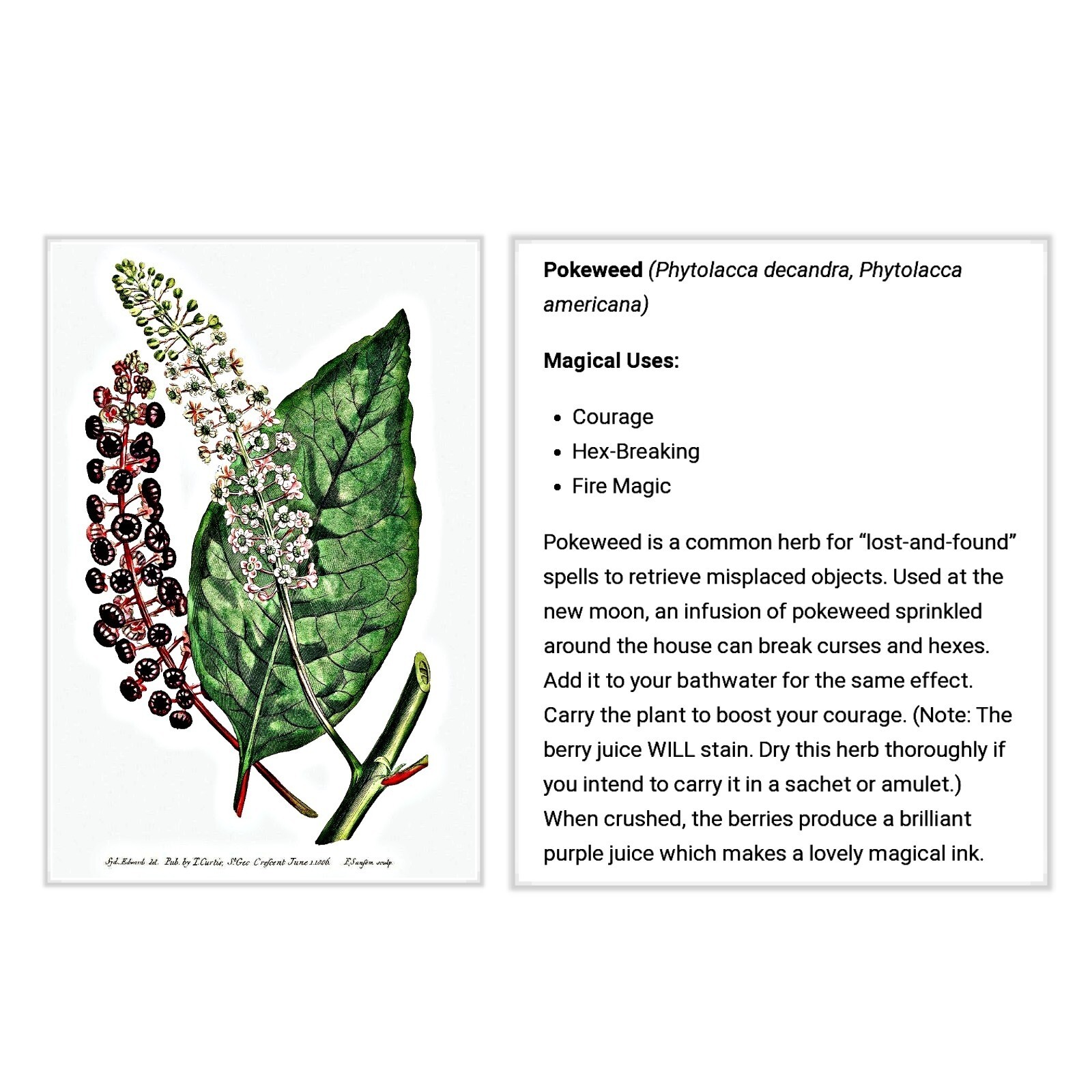 75+ Seeds Organic Pokeberry/Pokeweed AKA Polk-Salad