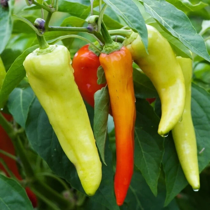 SWEET BANANA PEPPERS 10 VEGETABLE SEEDS FREE USA SHIPPING