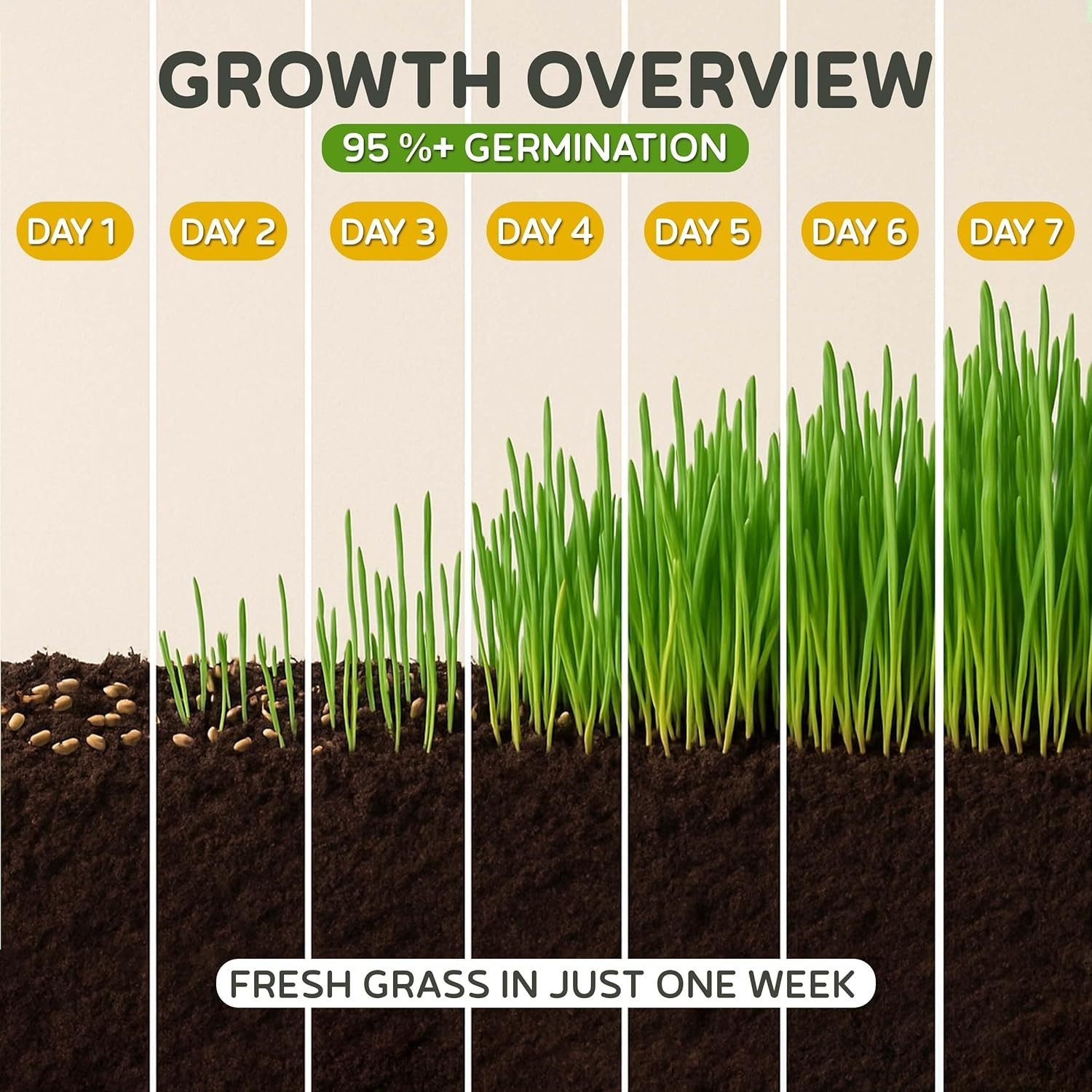 Todd’s 1lb Cat Grass – Easy to Grow, 100% Chemical-Free & Non-GMO for All Breeds