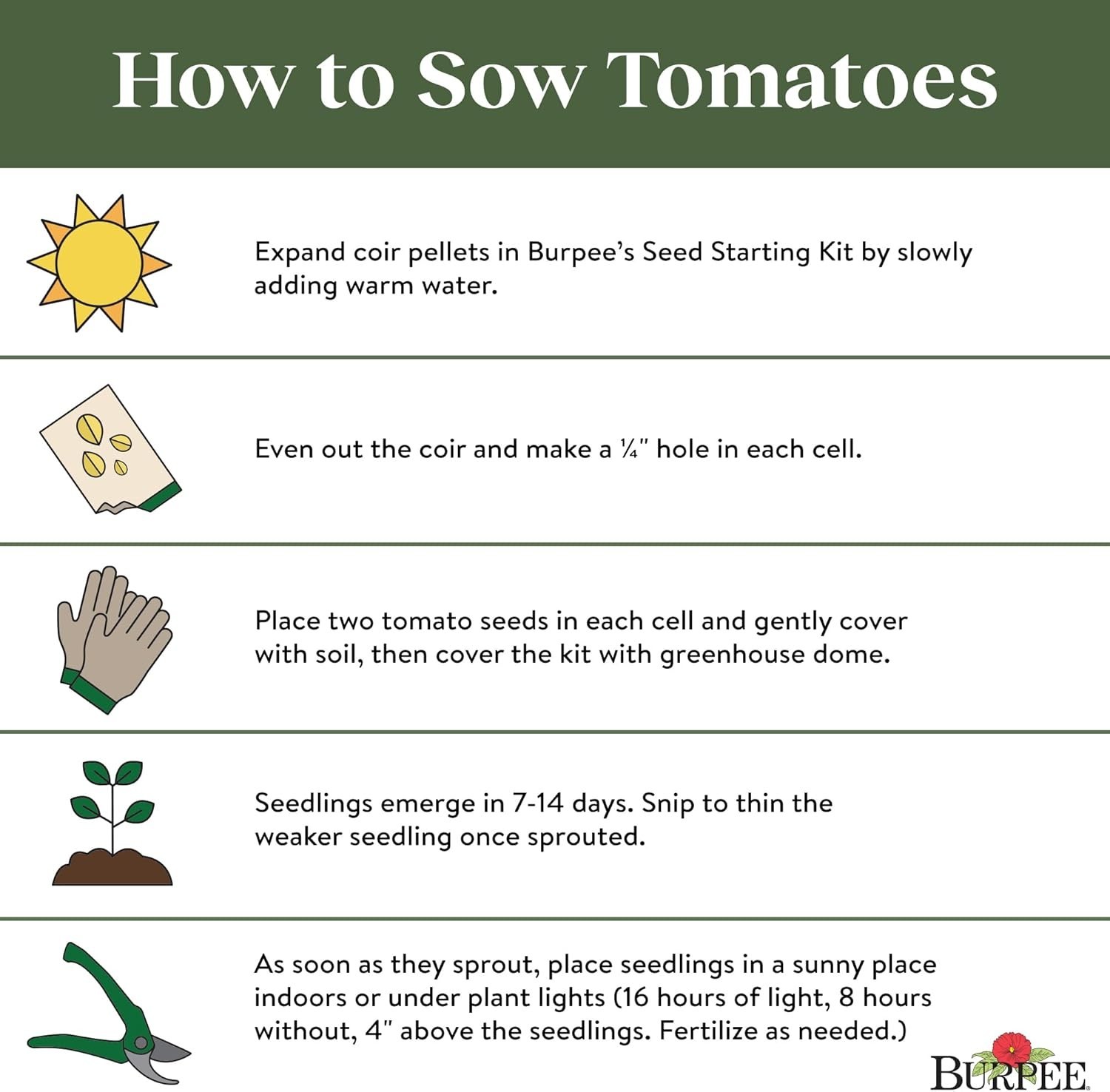 Celebrity Hybrid Non-GMO Tomato Seeds – 35 Slicer Seeds for Summer