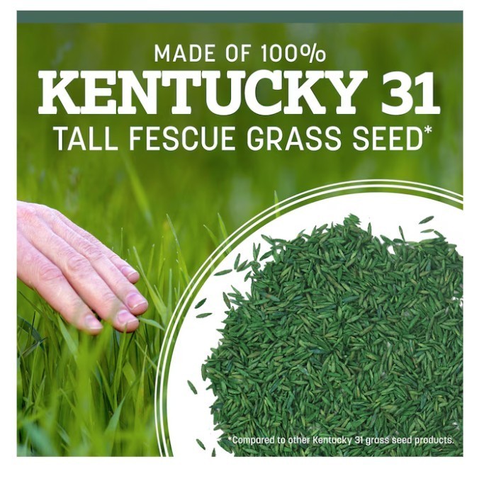 SALE-Pennington Kentucky 31 Tall Fescue Grass Seed 7 lb Covers Up to 1400 Sq Ft