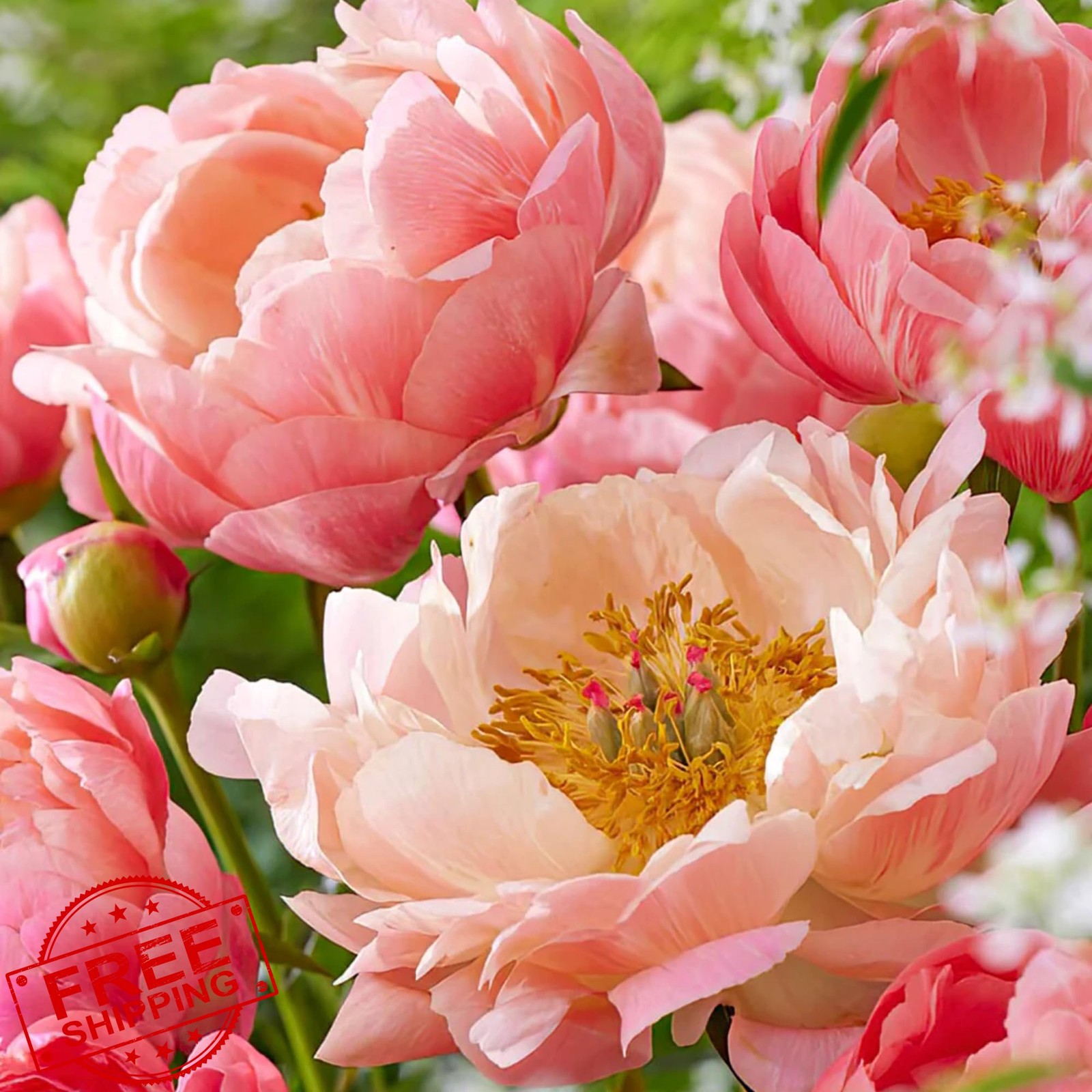 Exotic Double Peony Seeds 130+ Heirloom Rare Perennial Flowers