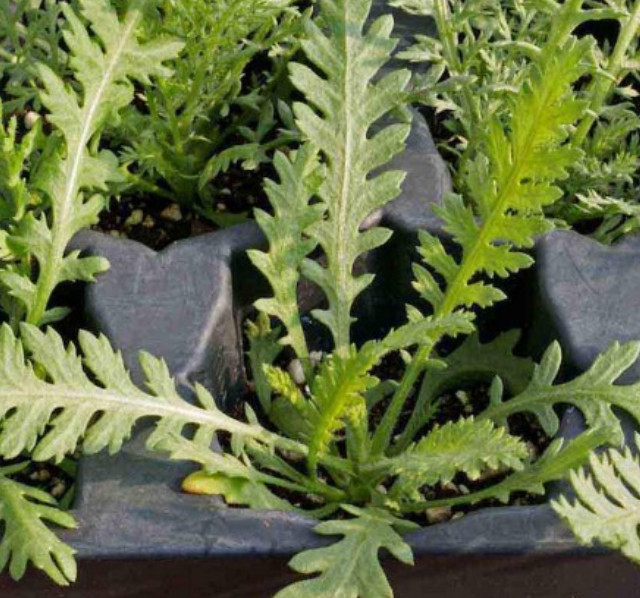 Yarrow GOLD Fernleaf Perennial Flowers Medicinal Pollinators Non-GMO 1500 Seeds