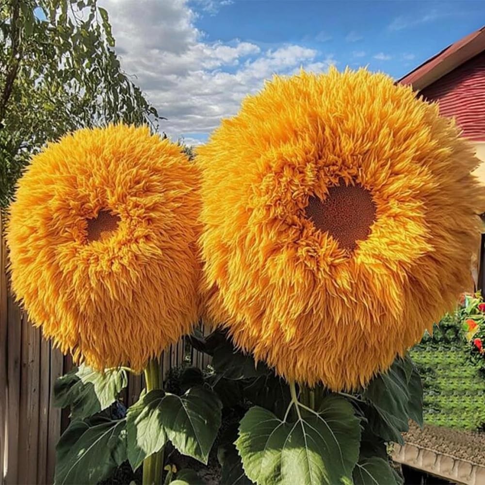 800pcs Teddy Bear Sunflower Seeds for Planting Giant Teddy Bear Sun Flower Se…