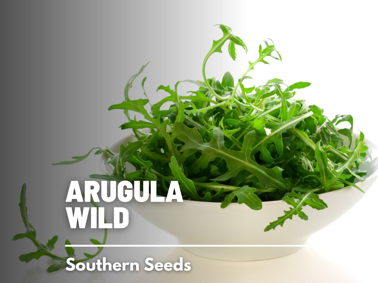Arugula, Wild – 500 Seeds, Heirloom Herb (Diplotaxis tenuifolia)