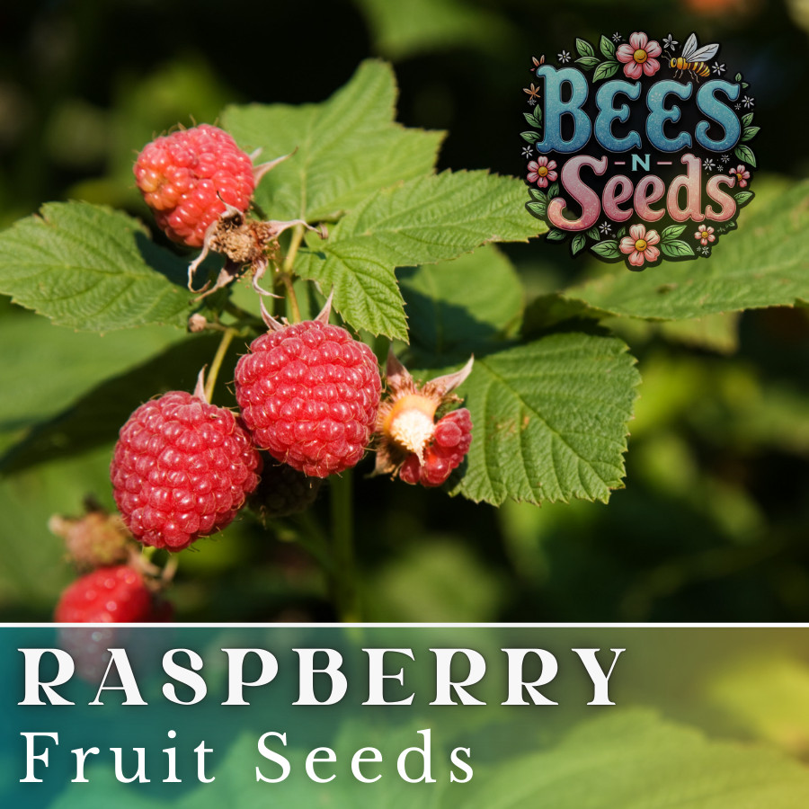 Aurora Raspberry Seeds 125, 300, 750 Seeds Fruit Seeds, Non GMO, Bulk Seeds