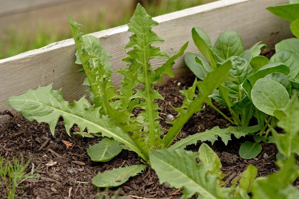 ITALIAN DANDELION * BULK 500 SEEDS * SALADS * GARNISH * STEAMED *