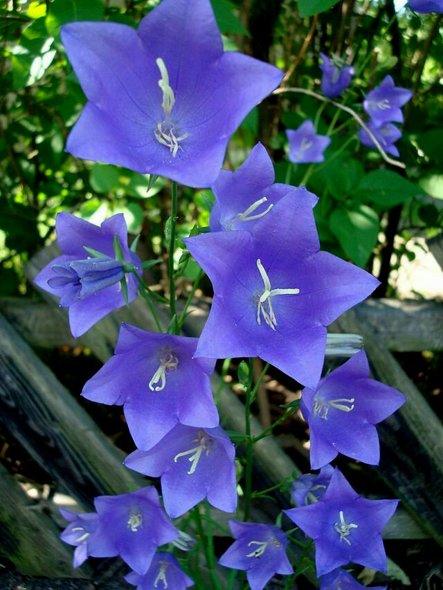 BLUE PEACH LEAF BELLFLOWER 255 SEEDS 2″ LONG LARGE FLOWERSmariesgreengarden