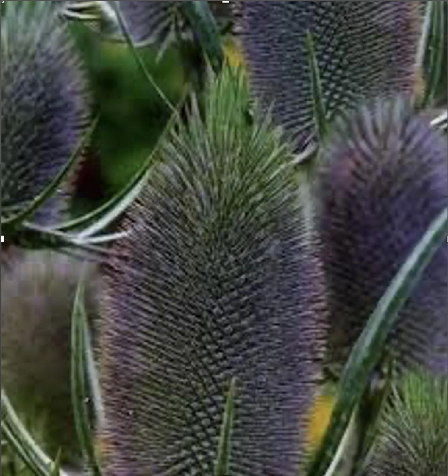 Teasel flower seeds