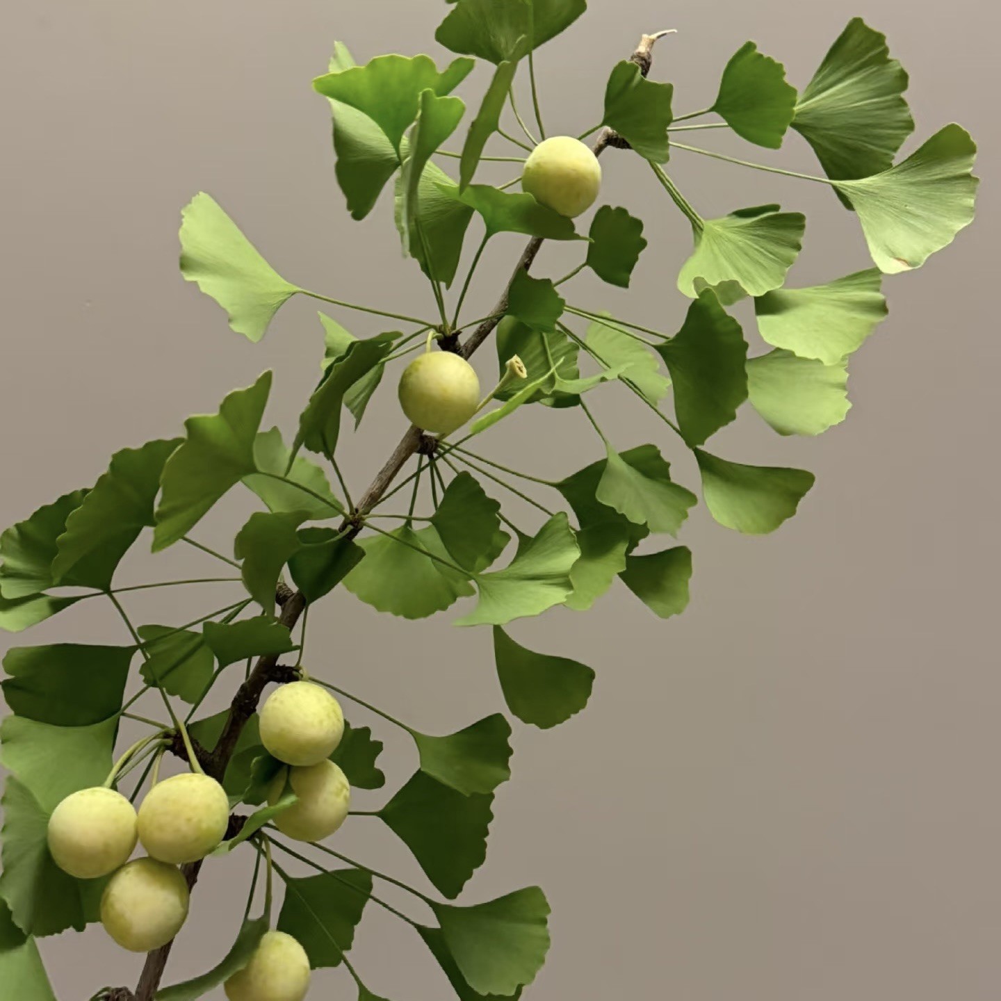 Ginkgo Biloba Tree Maidenhair Tree Fossil Silver 6” hight plant