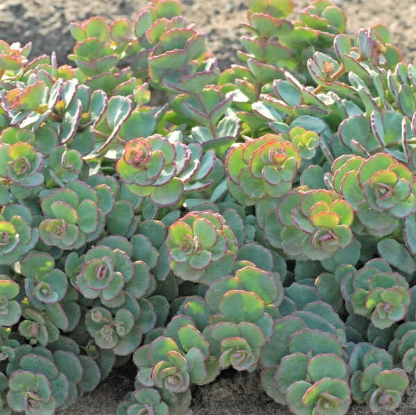 Sedum Sieboldi (October Daphne Stonecrop) – Perennial – 2 Plants
