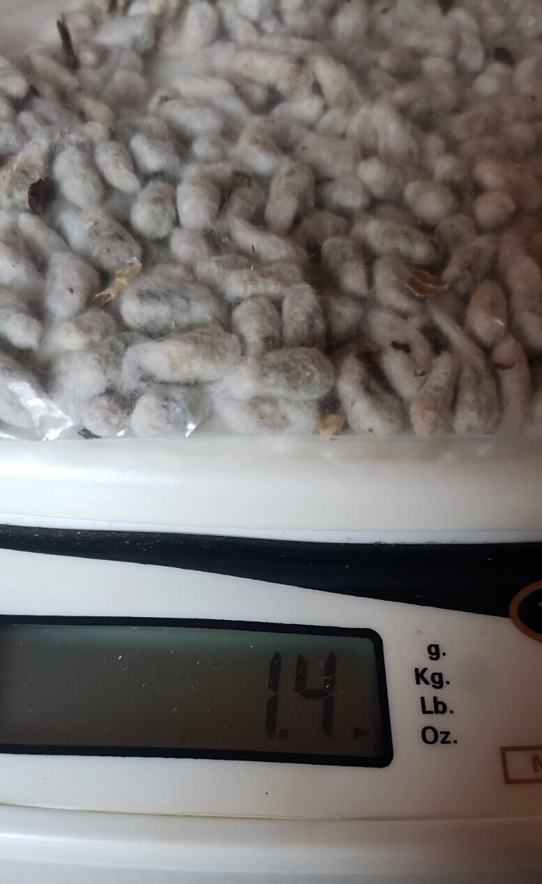 1.4 Ounces The Best North Carolina WHITE COTTON Gossypium Seeds Non-GMO USA 2024