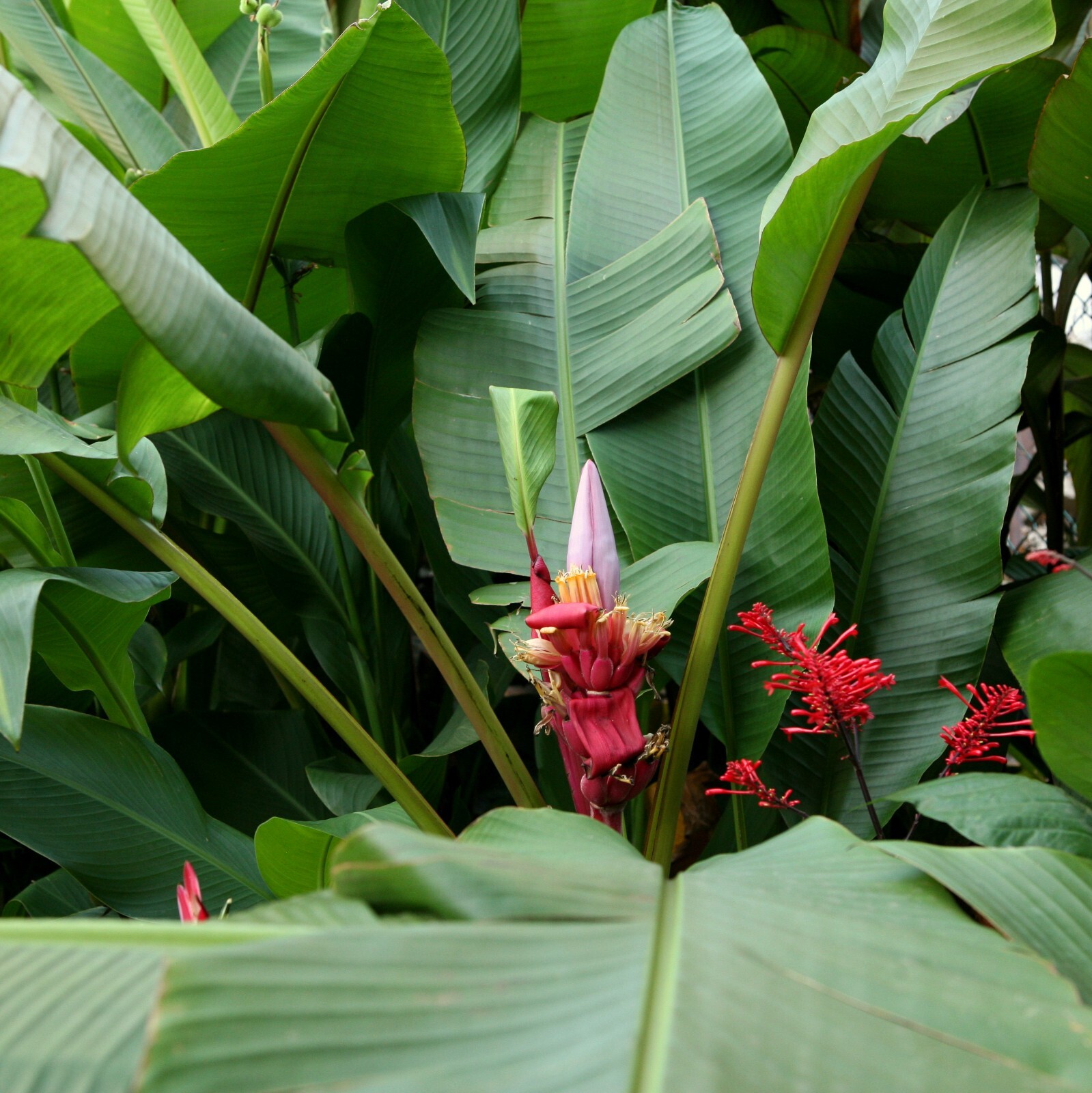 50 Musa velutina Pink Velvet Fresh Banana Seeds