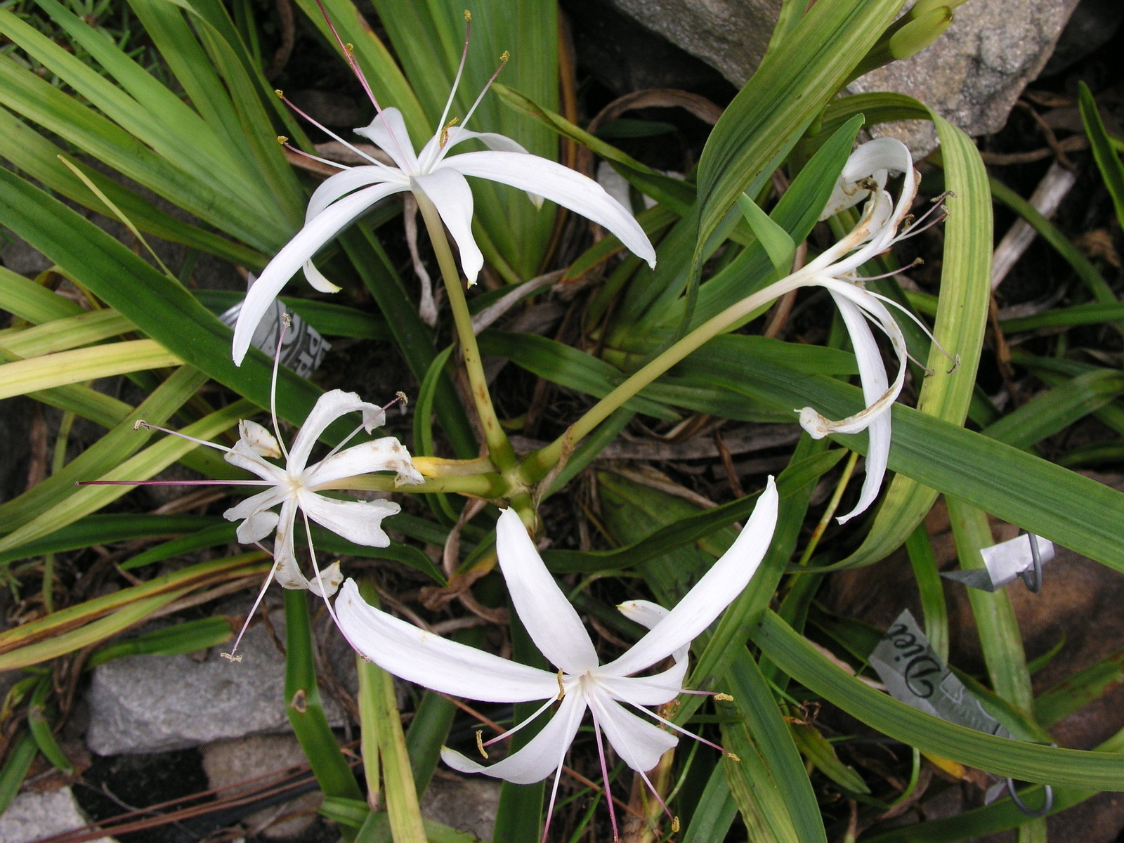 Crinum Lily, Oliganthum “West Indies Mini”, large, blooming-size bulb