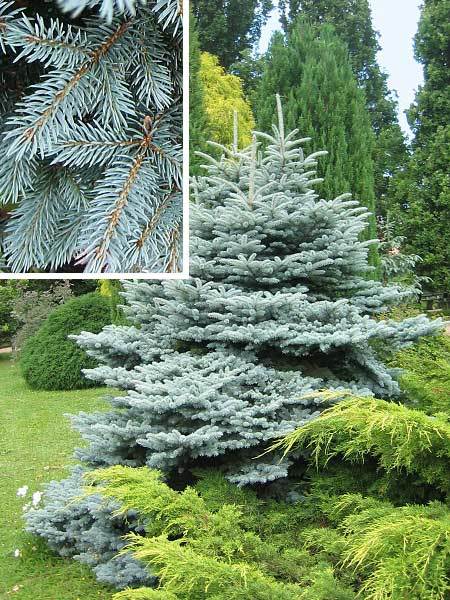 Colorado Blue Spruce, Picea pungens glauca, Tree Seeds
