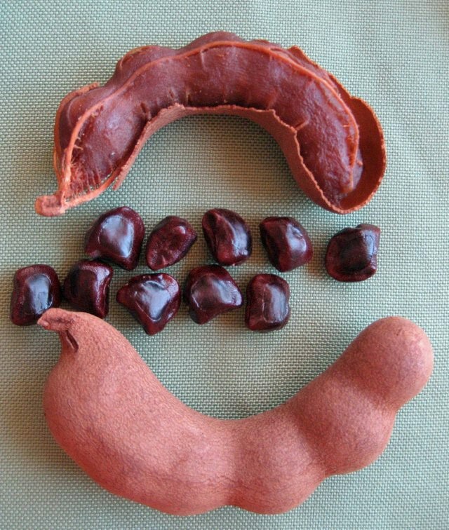Tamarindus indica | Tamarind | 5 Seeds