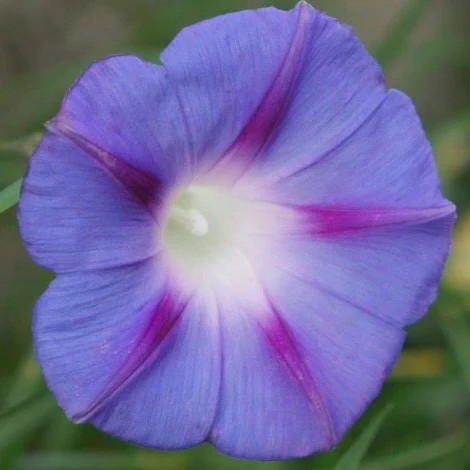 Morning Glory Tall Mix Seeds | Ipomoea Purpurea Multi Color Flower Seed 2025