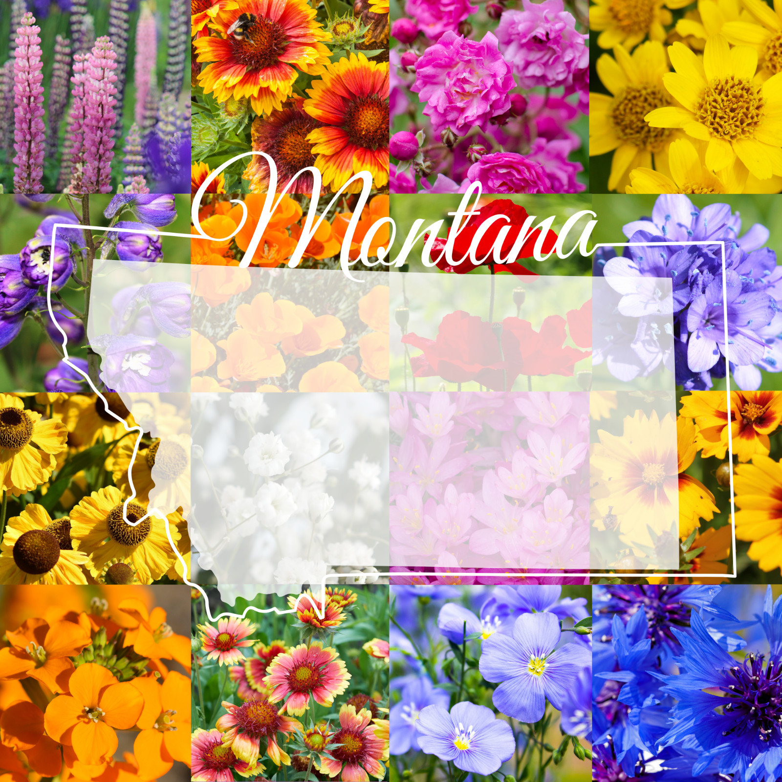 1 Pound Montana Western Bulk Wildflower Seed Mix 1lb Covers 3,200sq-ft