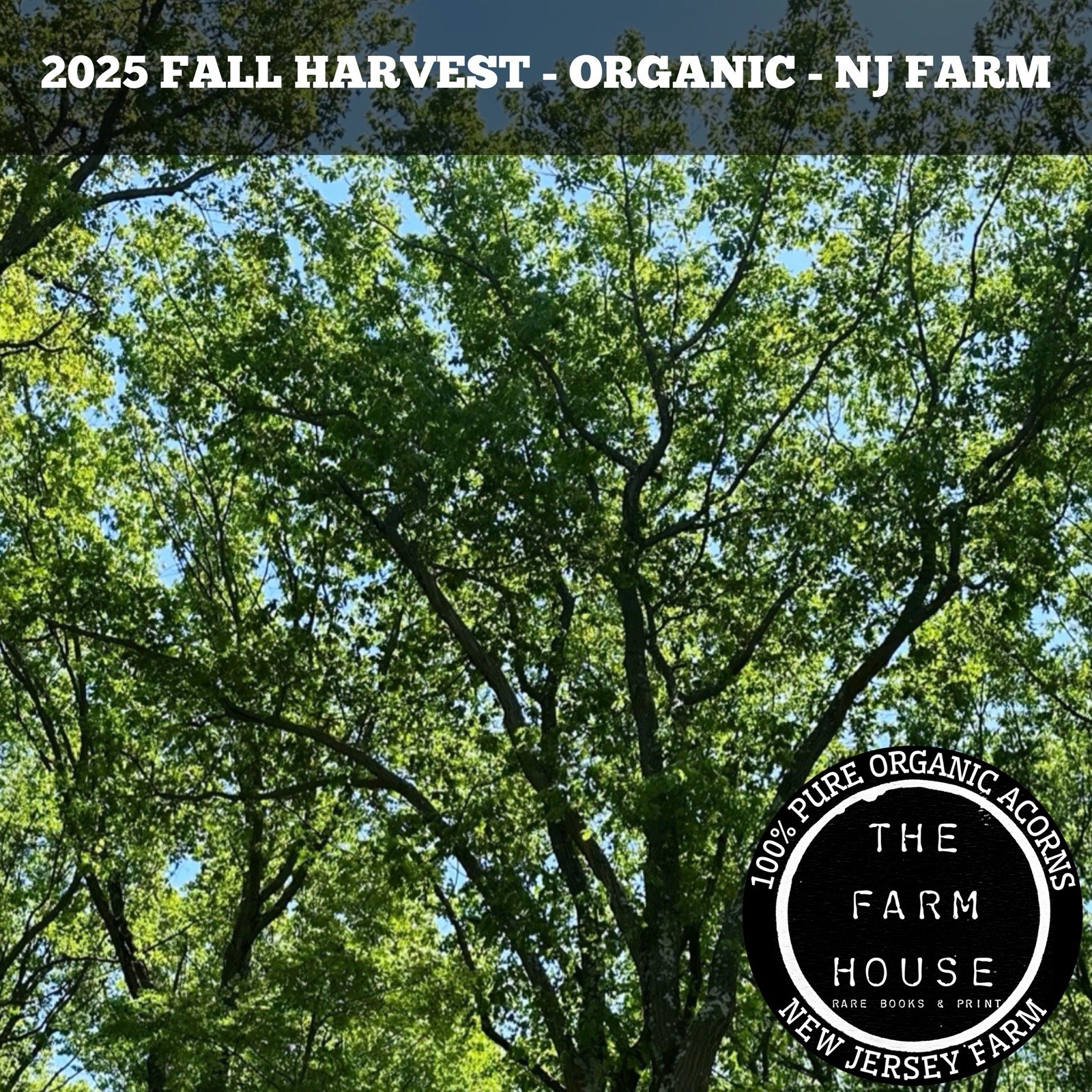 10 POUNDS FRESH 2024 RED OAK ACORNS – DEER & WILDLIFE FEED – PLANTING – NJ FARM!