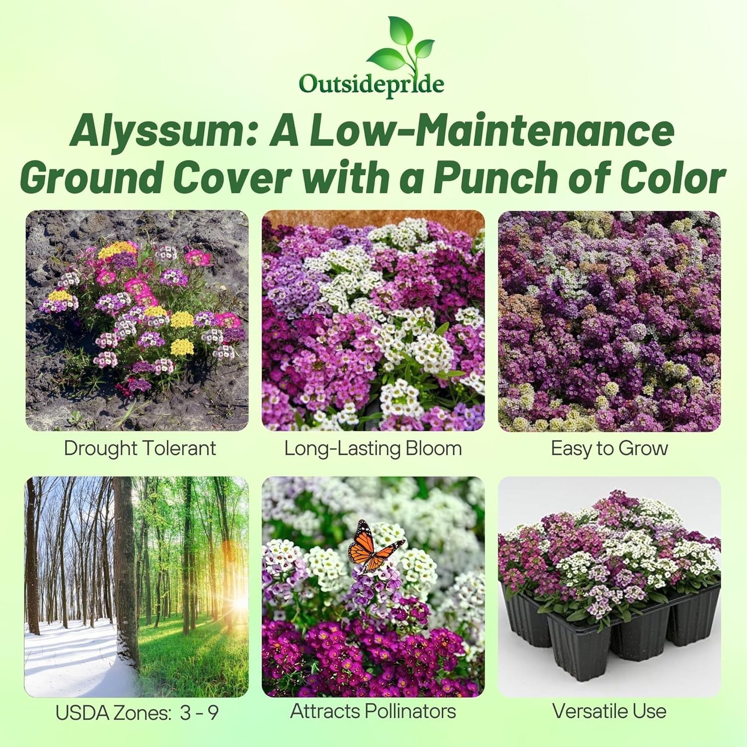 2000 Seeds Easter Bonnet Mixture Alyssum Ground Cover Plant & Flower Seed