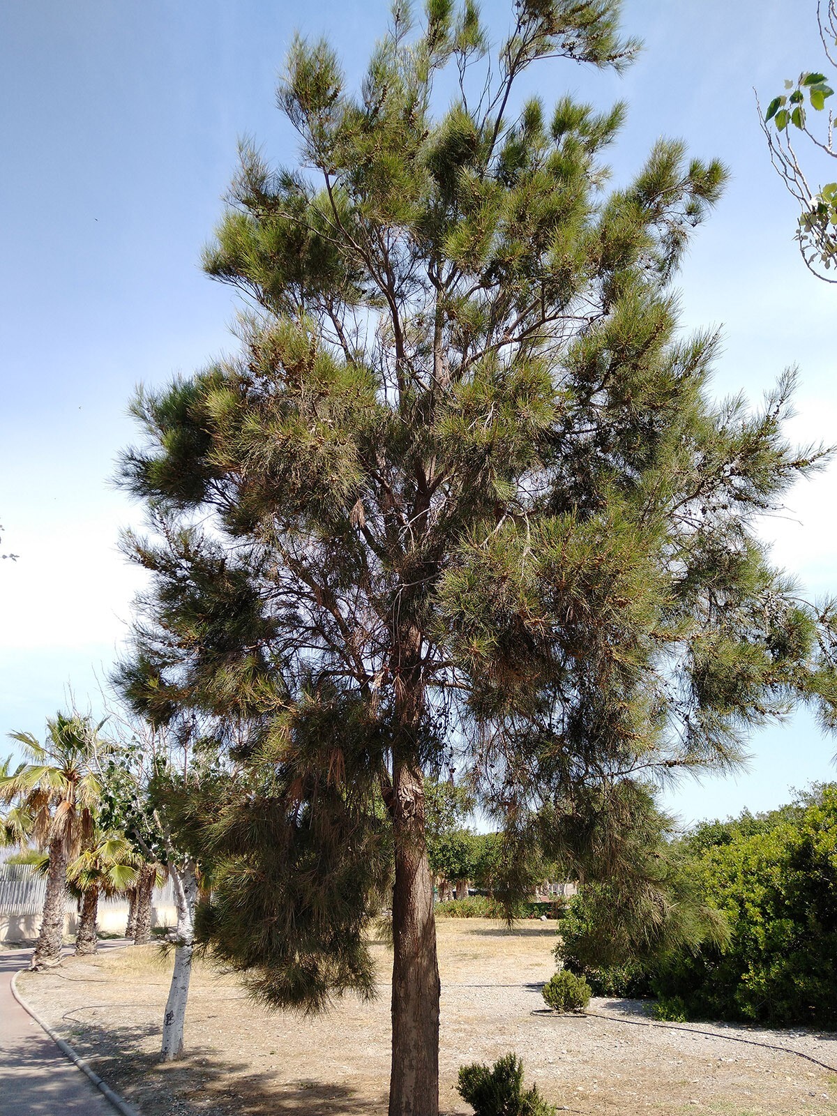 Australian Beach Pine Tree | Premium Seeds | Casuarina equisetifolia | Plants’®