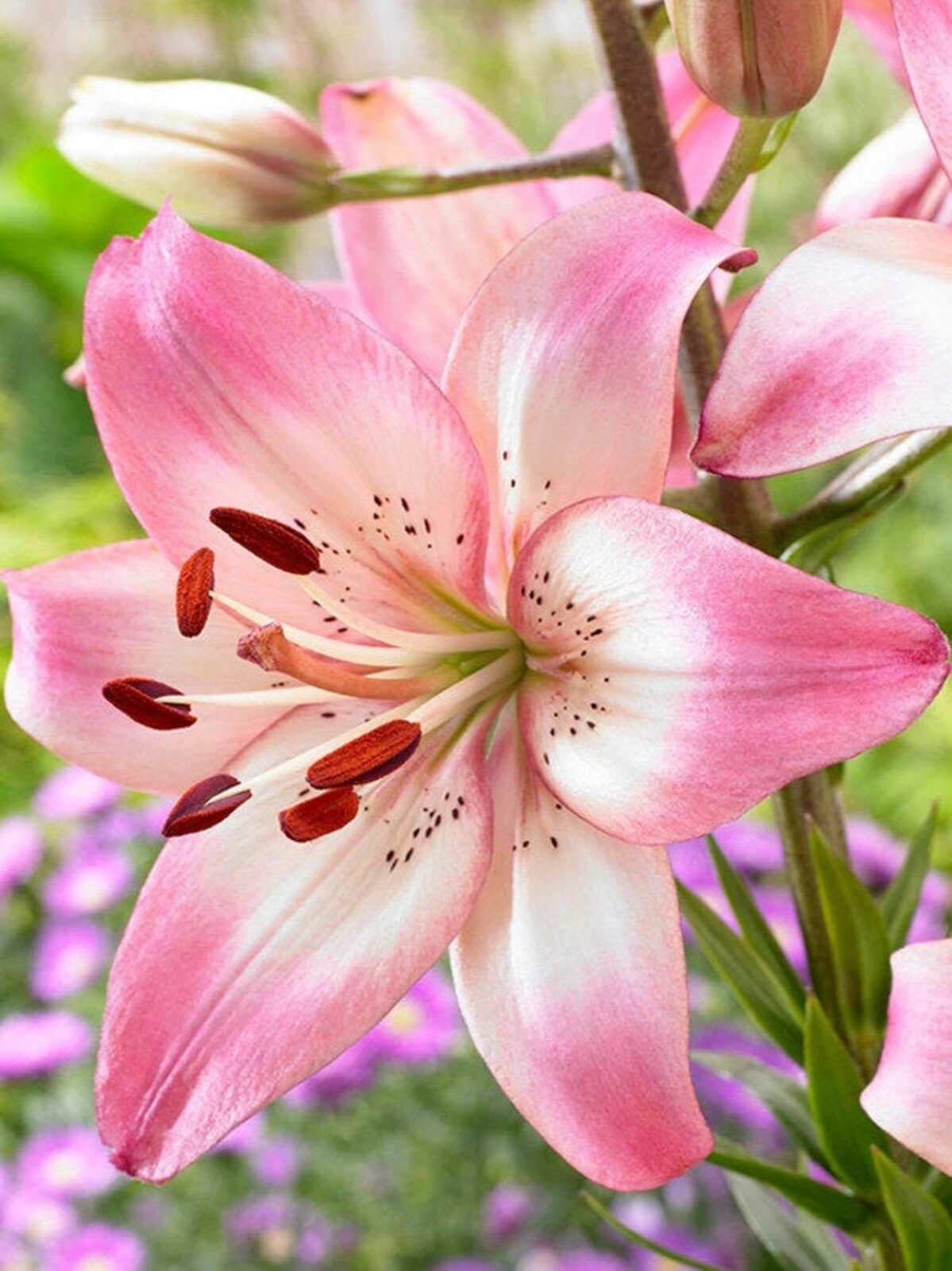 5 Rosella’s Dream Lily bulbs