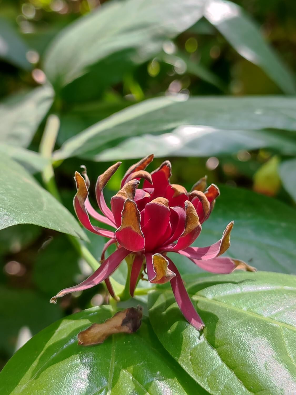 Carolina Allspice 10 Seeds Calycanthus floridus Eastern Sweet Shrub Sweet Shrub