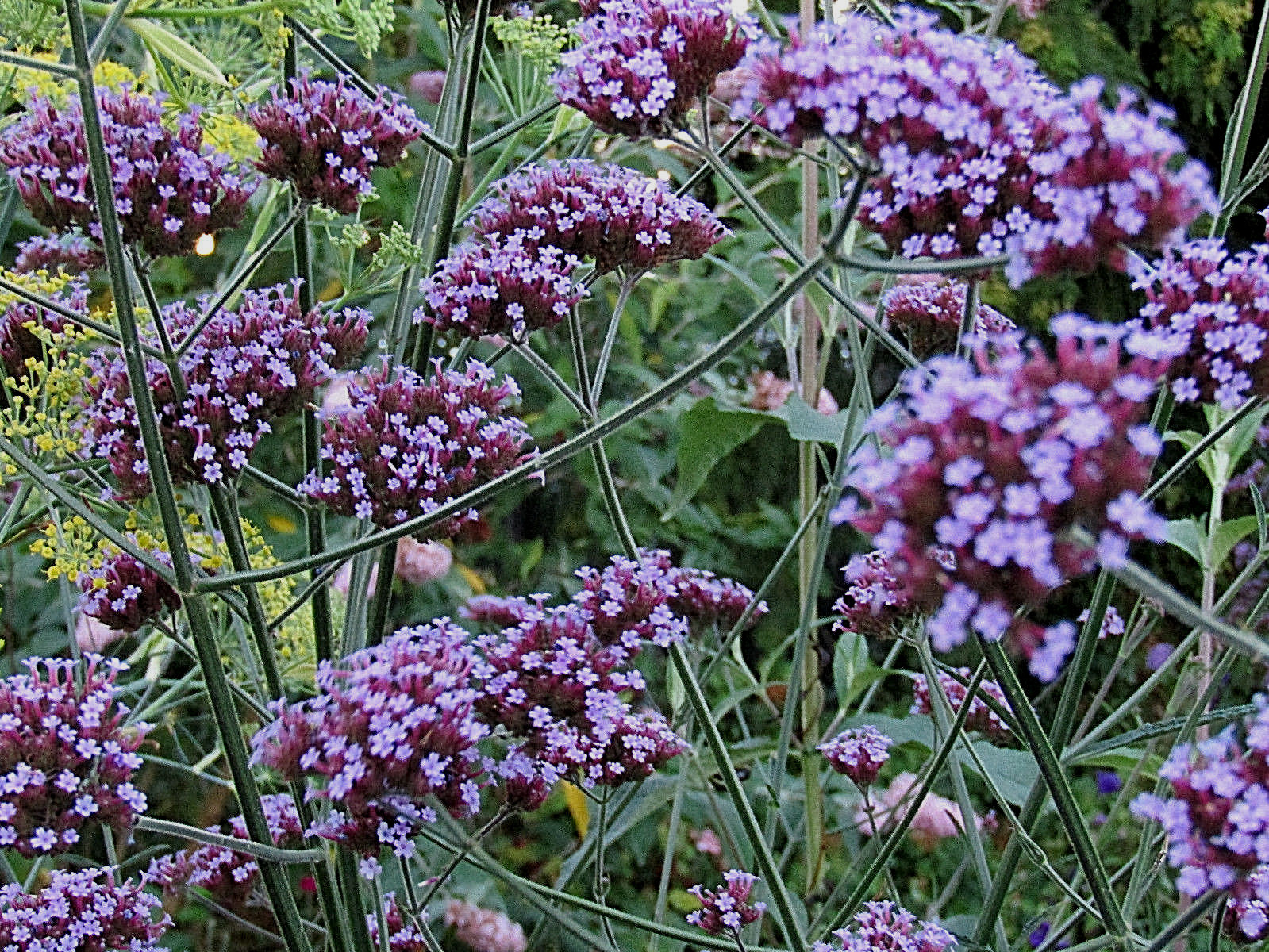 verbena bonariensis 240 seeds purple top verbena, EZ to grow, USA seller