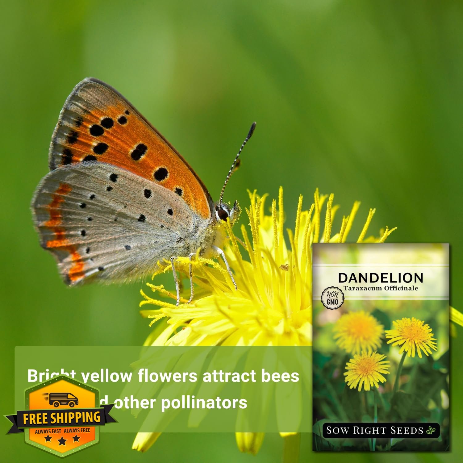 Sow Right Seeds Dandelion Seeds Packet 4