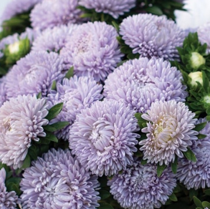 30 Aster Lady Coral Lavender seeds