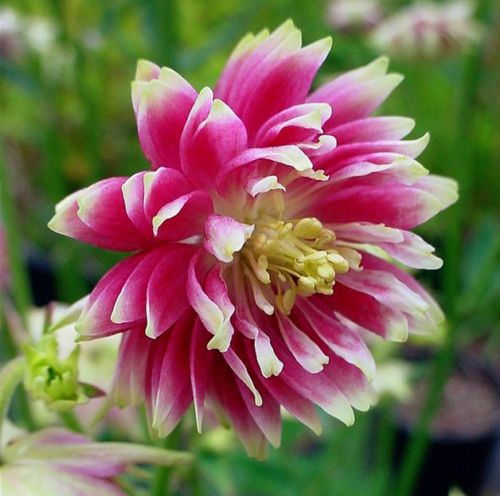 125 Columbine Nora Barlow Perennial Seeds of The Brooklyn Botanical Garden Club!