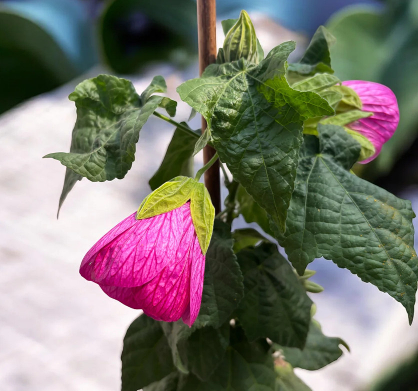 Abutilon Pink Live Plant – 4-6″ Tall – Tropical Flowering Houseplant for Garden