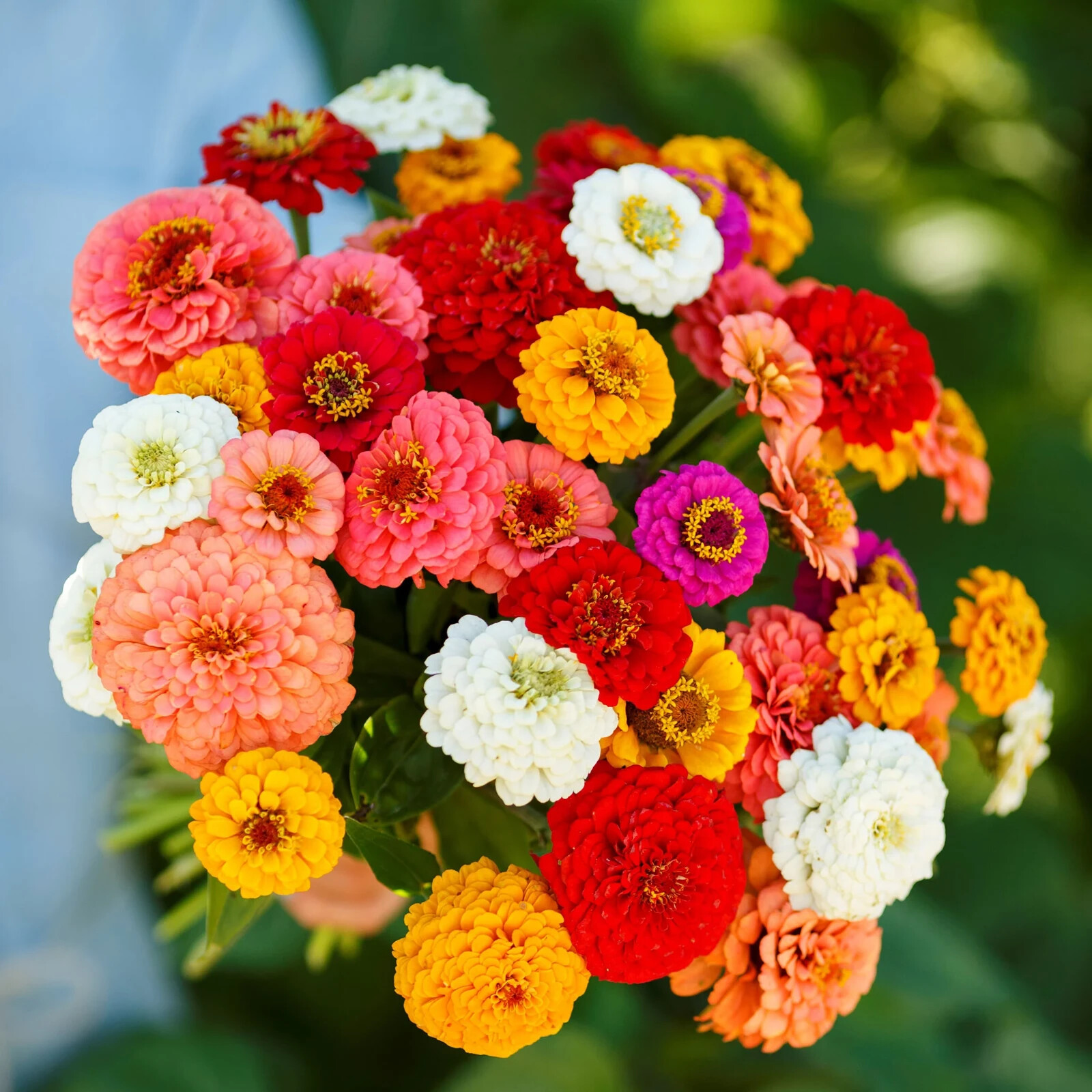 100+ Pumila – Cut & Come Again Zinnia Seeds for Garden – USA – FREE SHIPPING!