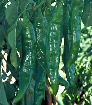 Pepper Hot Numex Sandia 250 seeds