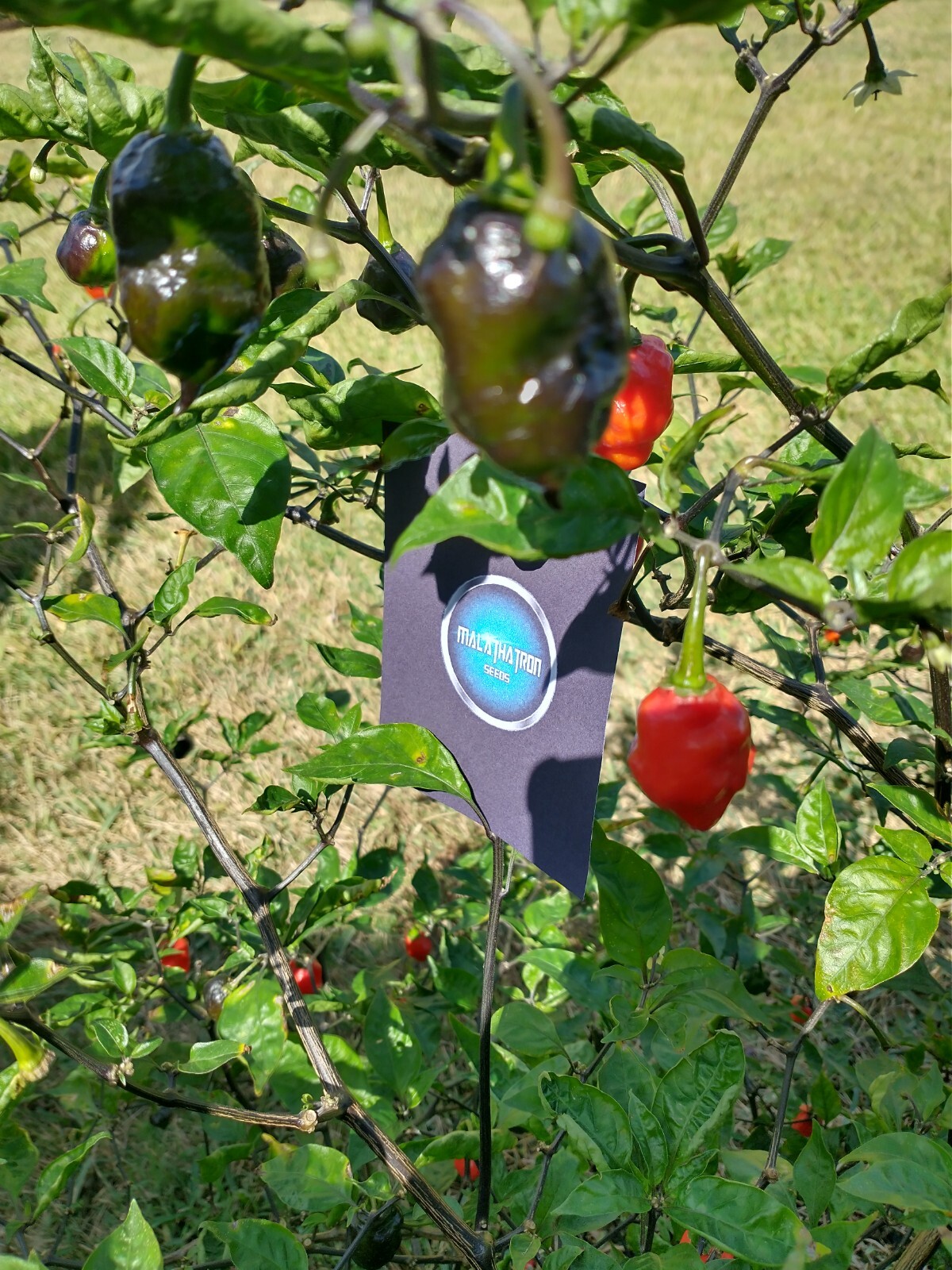 Humongous Hell Hot Heat Haul – 6 Superhot Varieties – Superhot! 120 Seeds Total!