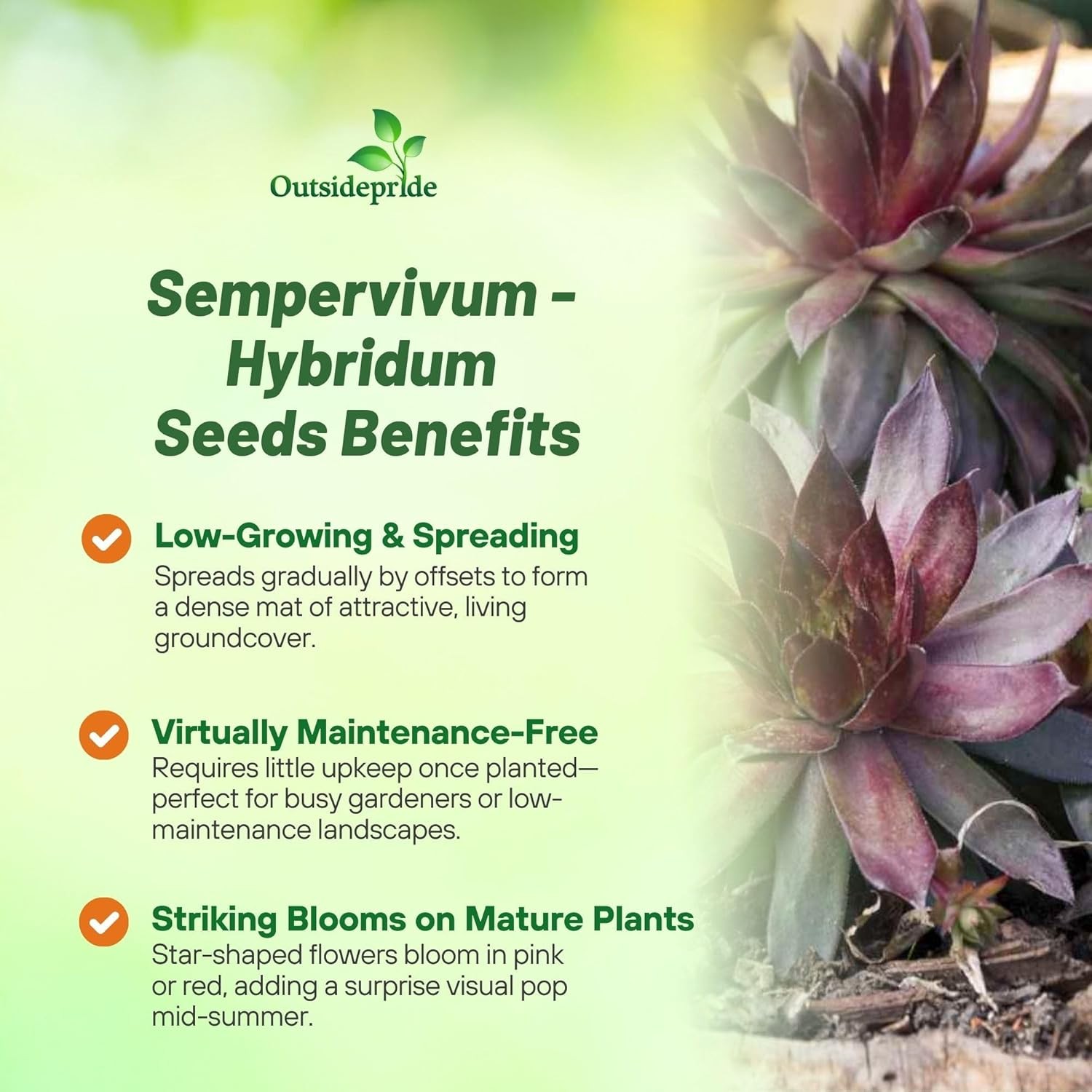 500 Seeds Sempervivum Drought Tolerant Hens And Chicks Ground Cover Plant Seeds