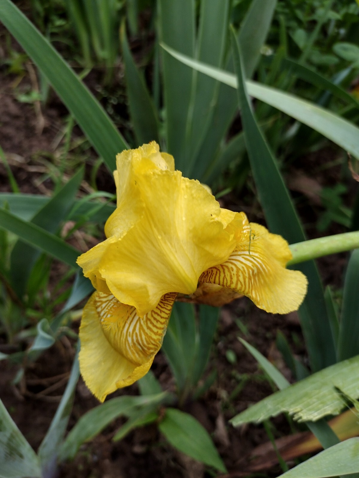 3x TALL IRIS RHIZOMES RANDOM PICK Fresh