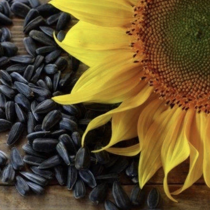 Mammoth Sunflower Seeds Jumbo Flowers Pollinator Giant Sunflowers 250 Seeds