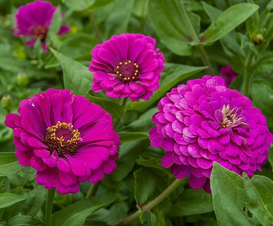 PURPLE PRINCE ZINNIA FLOWER SEEDS 100+ ANNUAL garden BIRDS bees Free Shipping