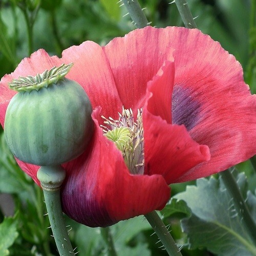 5,000 World’s Largest Giganteum Giant Rattler Poppy Seeds Ready For Planting