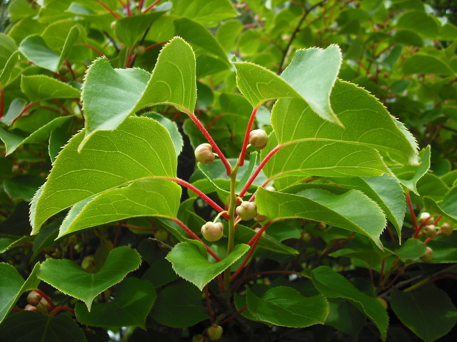 Hardy Kiwi, Actinidia arguta, Vine Seeds