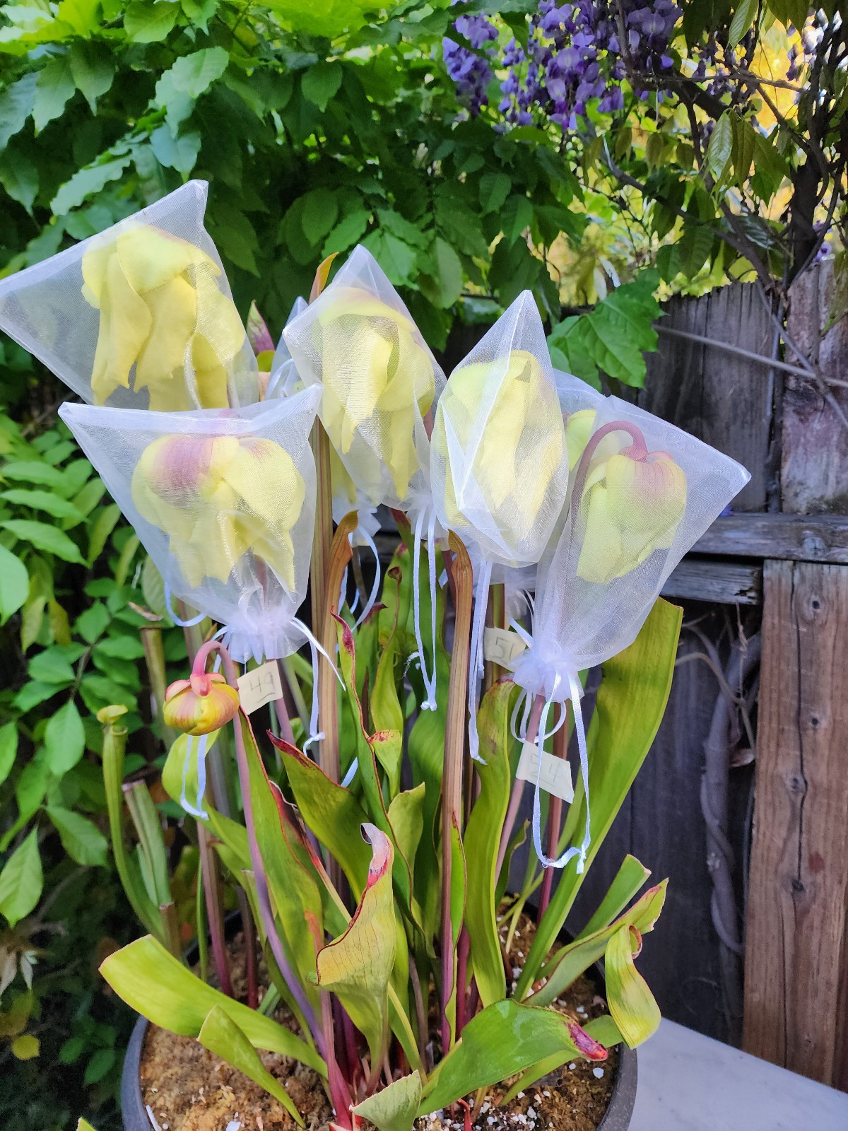 2025 SARRACENIA SEEDS: OREOPHILA ORNATA PURPLE THROAT X PURPUREA BELLY OF BLOOD