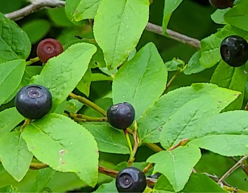 125 Huckleberry Seeds, USA Seller Free Shipping Fruit Seeds Fragrant
