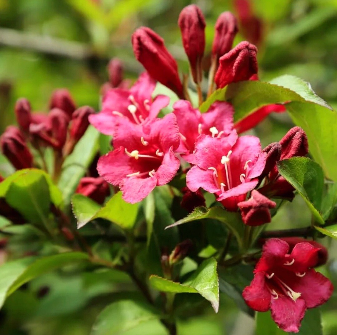 300 Weigela Seeds Mix-color, Reblooming Shrub Rare Variety Old Fashioned Weigela