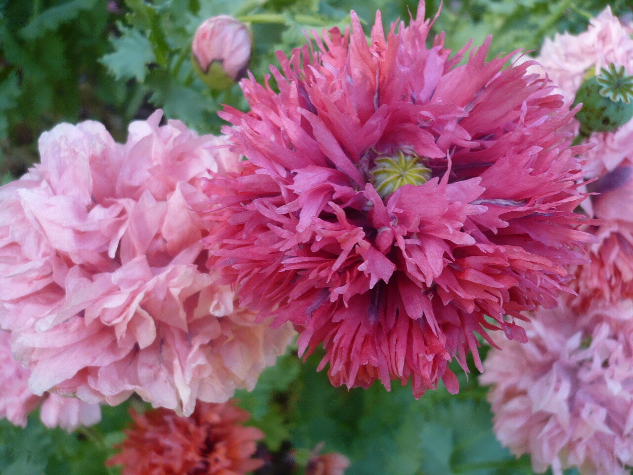 Summer Special! Papaver S. Poppy Mix 1 TSP 10,000 Seeds All Colors PoppyQueen👑