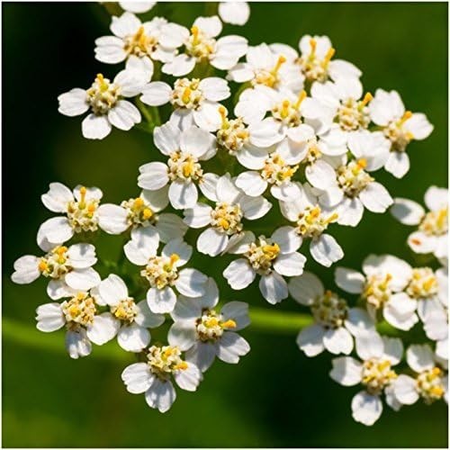 Diverse Perennial Wildflower Seeds | 30,000+ Seeds for Summer to Fall Blooms