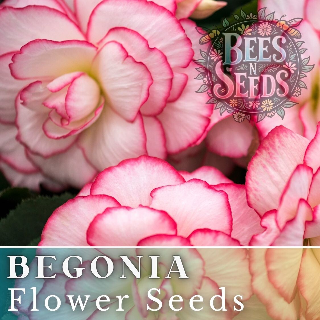 Pearl Aura Begonia Seeds 45 or 125 Seeds Flower, Flower Seeds, Non GMO