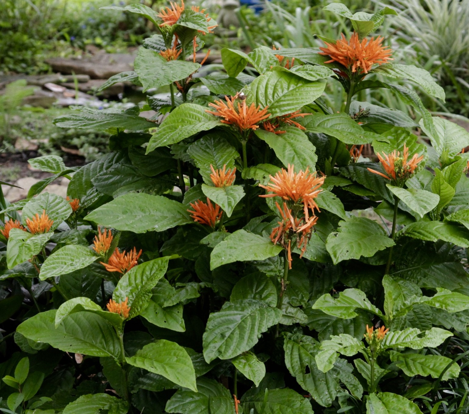 Justicia chrysostephana ORANGE FLAME – Seeds!