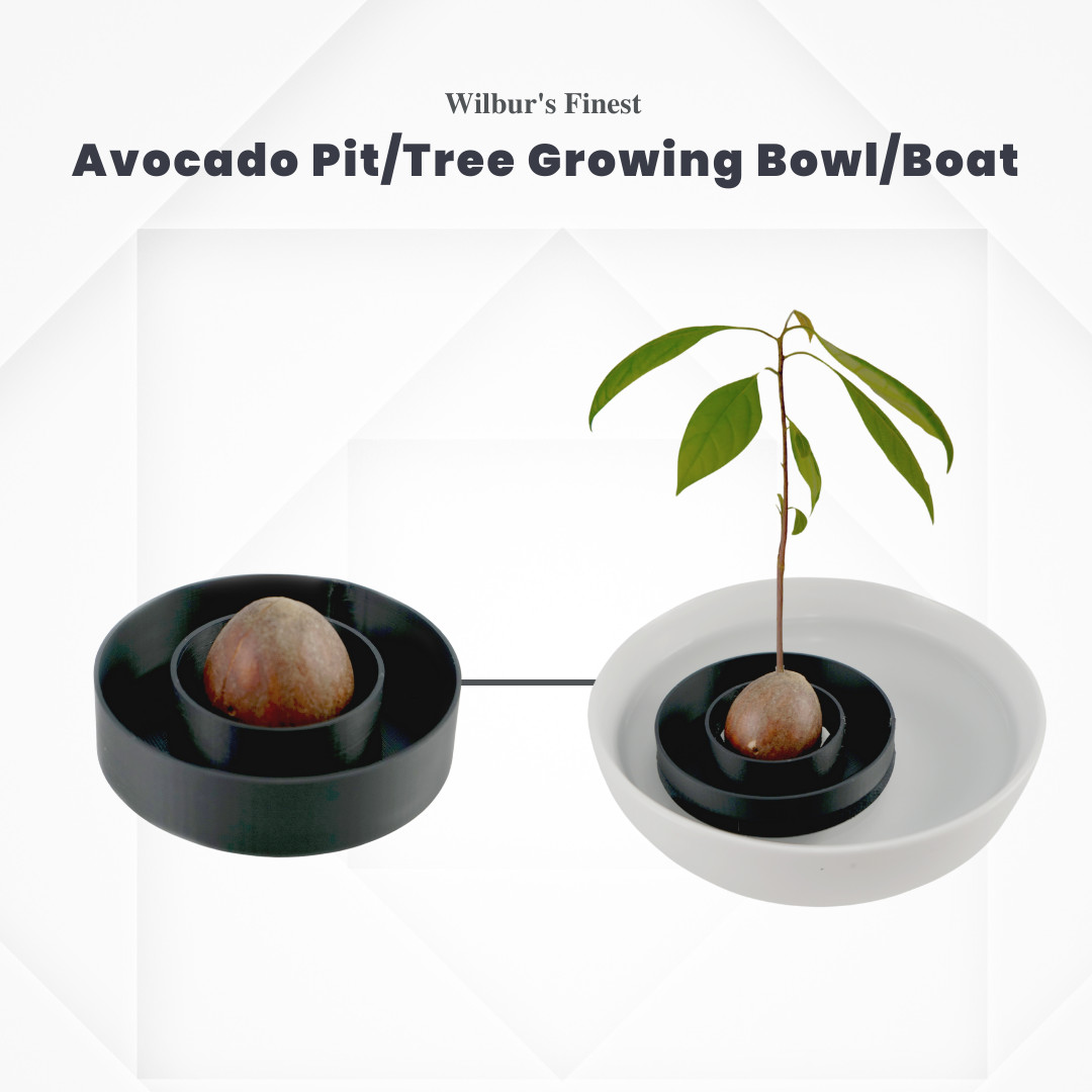 Avocado Tree Growing Bowl Pit Grower Boat Float Grow Your Own Heirloom DIY
